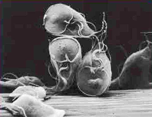 Giardia pierwotniaków pasożytniczych